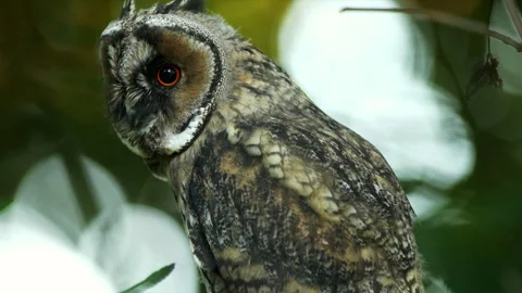 Close up of bizarre young long eared owl (Asio otus) staring around on branch. Stock Footage 244754703