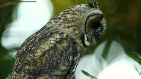 Close up of bizarre young long eared owl (Asio otus) staring around on branch. Stock Footage 244762992