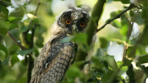 Close up of bizarre young long eared owl (Asio otus) staring around on branch. Stock Footage 245215184
