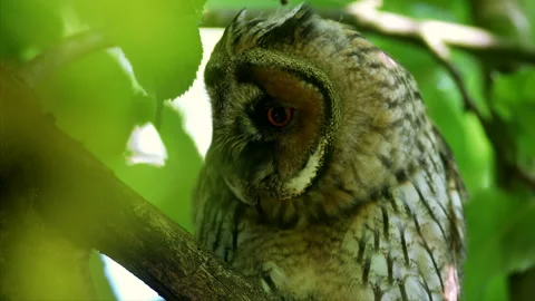 Close up of bizarre young long eared owl (Asio otus) gazing on branch in crown. Stock Footage 246147874