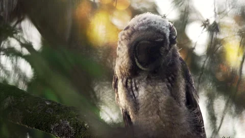 Close up of bizarre young long eared owl (Asio otus) staring around on branch. Stock Footage 249453505