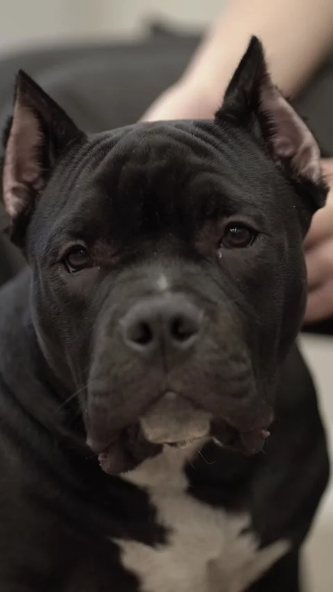 Close-up of black American Bully being petted, showing strong features and calm Stock Footage 348235397
