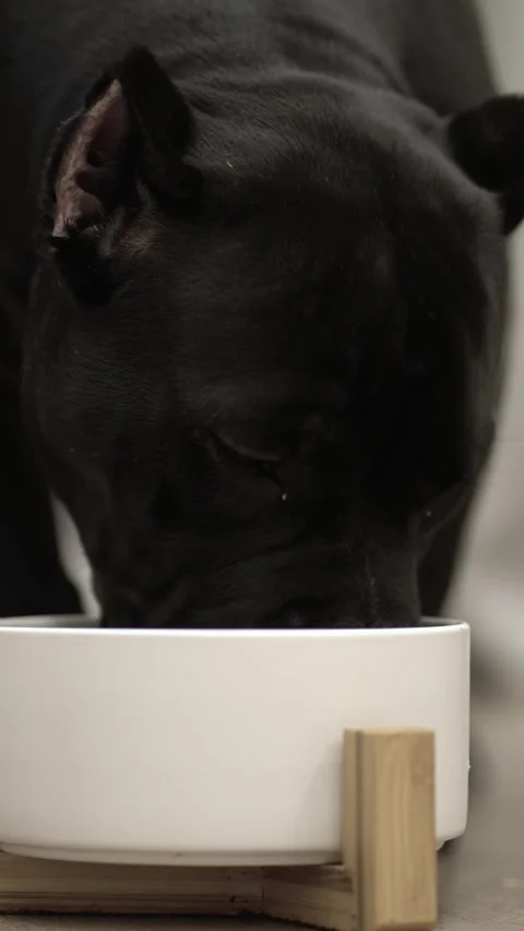 Close-up of black American Bully looking into camera while eating Vídeo Stock 348235363