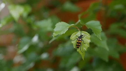 Close-up of a black and orange beetle on a green leaf in garder Stock Footage 93843602