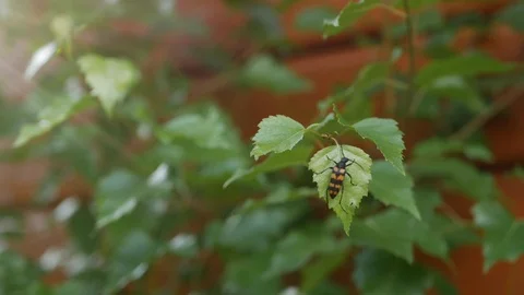 Close-up of a black and orange beetle on a green leaf in garder Stock Footage 93843774