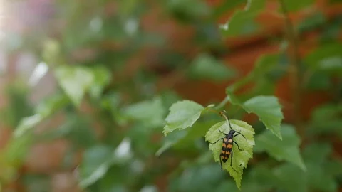 Close-up of a black and orange beetle on a green leaf in garder Stock Footage 93844085