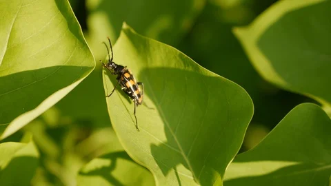 Close-up of a black and orange beetle on a green leaf in garder Stock Footage 93845129