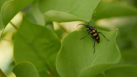 Close-up of a black and orange beetle on a green leaf in garder Stock Footage 93845348