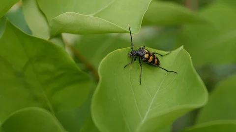 Close-up of a black and orange beetle on a green leaf in garder Stock Footage 93845856