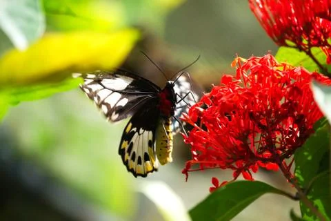Close-up of a black and red colored butterfly sitting on a red flower. Stock Photos
