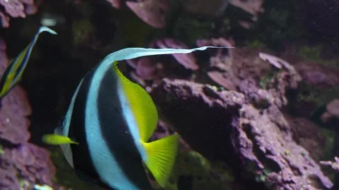 Close up of a black and white angelfish  Stock Footage 300035139