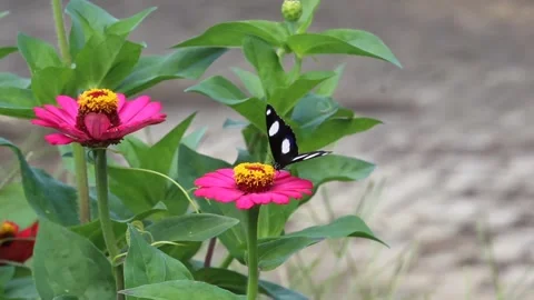 Close up of a black and white butterfly sucking honey juice  Stock Footage 264191624