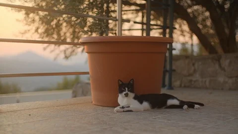 Close up black and white cat on a terrace at sunset outdoor 스톡 동영상 117985299