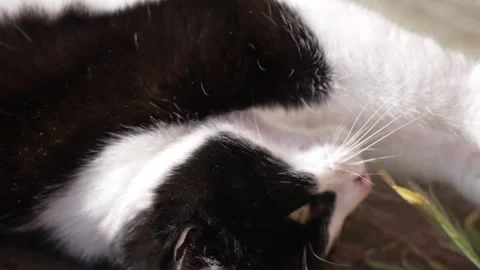 Close up black and white cat stretching out on the ground on a sunny day 스톡 동영상 280010311