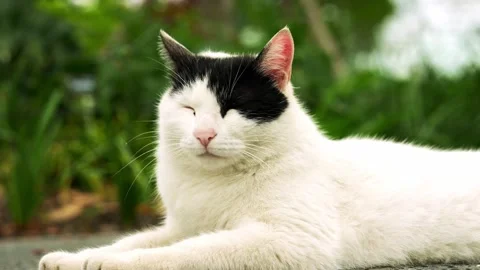Close-Up of Black and White Cat Resting with Green Background Stock Footage 332600272