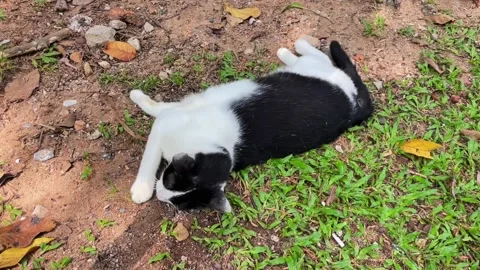 A close-up of a black and white cat playfully rolling on the ground in the grass 動画素材 341238301
