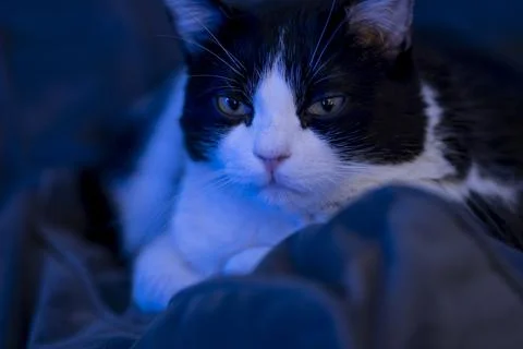 Close-Up of a Black and White Cat in Soft Blue Lighting Stock Photos