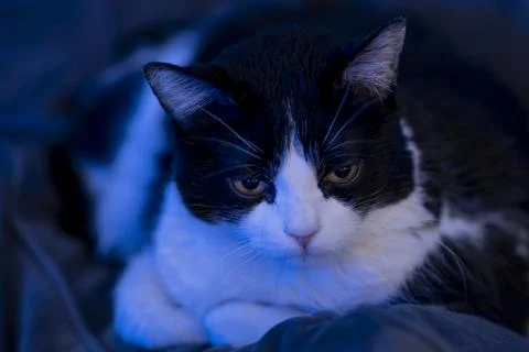 Close-Up of a Black and White Cat in Soft Blue Lighting Stock Photos