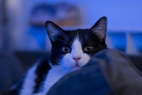 Close-Up of a Black and White Cat in Soft Blue Lighting Stock Photos