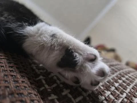 A close-up of a black and white cat s paw, featuring soft fur and unique mark Stock Photos