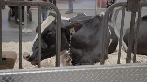 Close up of a black and white cow eating Stock Footage 57239500