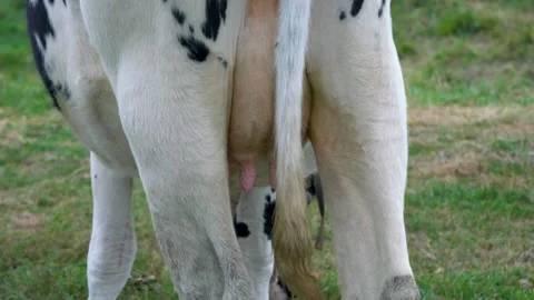 Close-up of a black and white cow grazing in a meadow, from the tail side. The Stock Footage 301204277