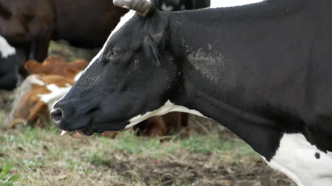 Close up of black and white cow mouth chewing cud with flies on muzzle, side. Video stock 329130671