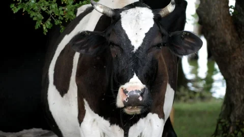 Close up of black and white cow mouth chewing cud with flies on muzzle, front Video stock 329130797