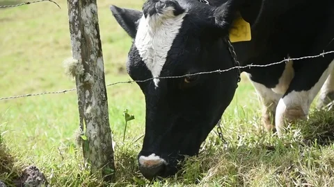 Close up of black and white cows grazing Stock Footage 105877503