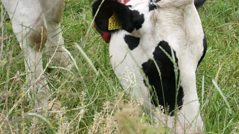 Close up of black and white cow's head in a prairie that eat grass. 库存影片 135495243
