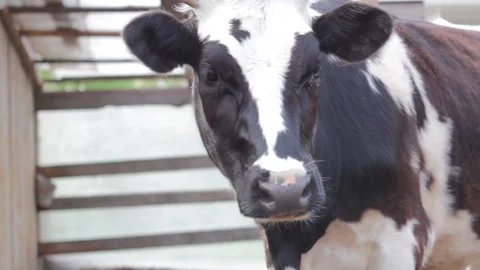 Close-Up of a Black and White Cows Face Stock Footage 310948677