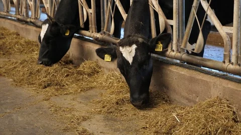 Close-up of black and white dairy cows standing behind a fence in a cowshed. Stock Footage 305293426