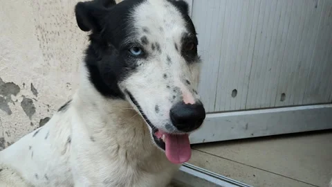 Close up of black and white dog. Stray dog with heterochromia. Stock Footage 254004077