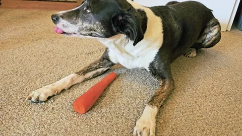 Close-up of a black and white dog eating a carrot on the floor, with front paws Stock Footage 342663941
