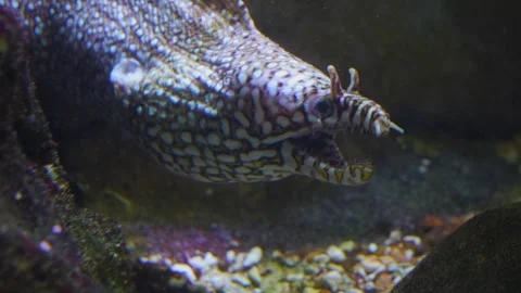 Close up of black and white eel Stock Footage 244337549