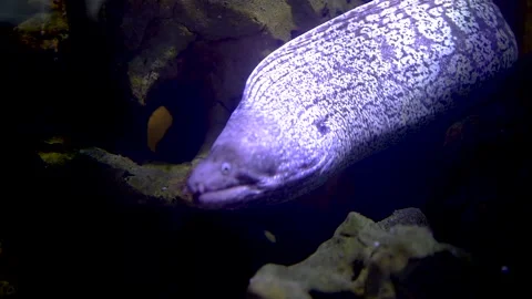 Close up of black and white eel in motion Stock Footage 297015209