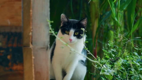 Close-Up of Black and White Kitten Looking at Camera in Mountain Farm Stock Footage 320191901