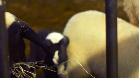 Close up of a black and white lamb, eating hay Stock Footage 87313422
