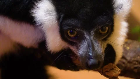 Close up of black and white Lemur  Video stock 254130935