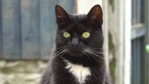 Close Up of Black and White Moggy Cat with White Whiskers and White Patch Stock Footage