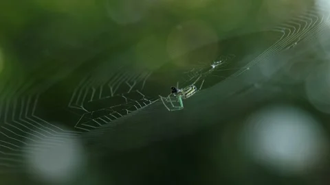 Close up on a black and white orb spider with yellow markings on its web Stock Footage 151949405