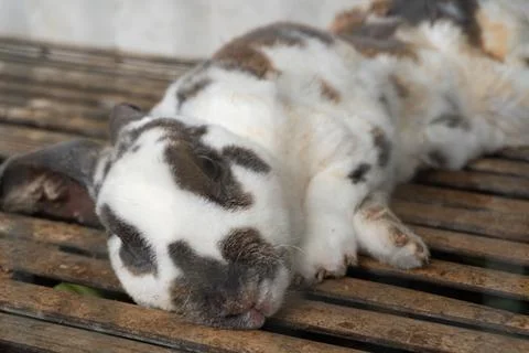 Close up of a black and white patterned rabbit in a cage. Stock Photos