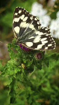 A close-up of a black-and-white patterned butterfly, the checkerboard butterfly Stock Photos