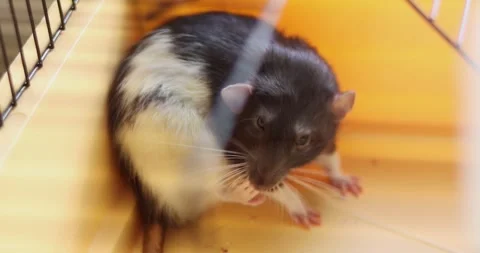 Close-up of a black and white pet rat grooming its face and whiskers Stock Footage 339070086