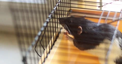Close-up of a black and white pet rat exploring its cage environment Stock Footage 339070101