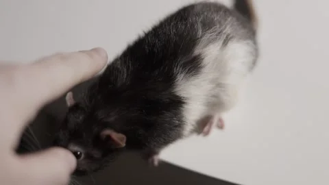 Close-up of a black and white pet rat with whiskers, looking intently forward Stock Footage 339175121