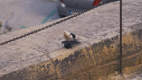 Close-up of black and white pigeons mating on stone wall, 4K Stock Footage 342580593
