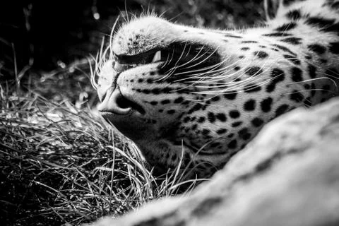 A close up black and white portrait of a leopard lying on its back in the gra Foto stock