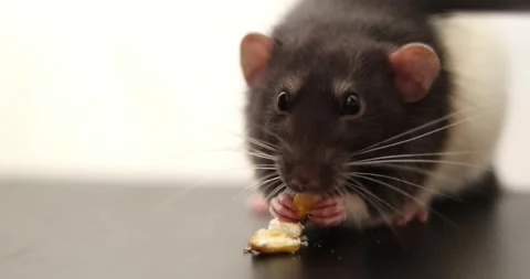Close-up of a black and white rat eating a small piece of food on a dark surface Stock Footage 339069924