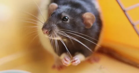 Close-up of a black and white rat eating a small piece of food in a bright Stock Footage 339070078